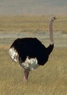 Ostrich Tanzania.jpg