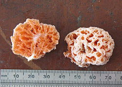 Spongiforma squarepantsii