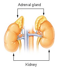 Schematic drawing of the kidneys and adrenal glands