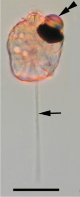 Lichtmikroskop-Aufnahme einer Zelle, durchscheinend rosa mit dunkel pigmentiertem ocelloidem Netzhautkörper oben links und hellem, geradem Pistonvorsprung unten in der Mitte.