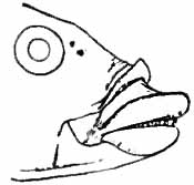 Drawing of wrasse profile showing eye, lips, and teeth