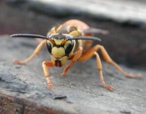 Vespula 0078.JPG