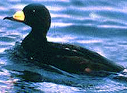 Photo: Scoter