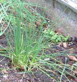 chives