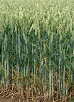 Trigo (Triticum aestivum)