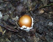 Amanita caesarea.