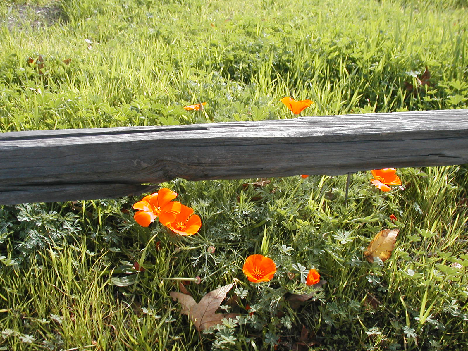 California Poppies Postcard