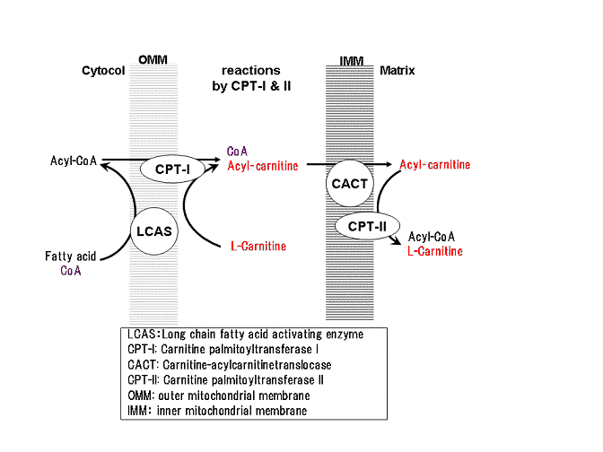 ミトコンドリア膜を脂肪酸が通過する際の反応。 (1) 細胞質で遊離していた脂肪酸は、外膜に存在するLCASによって、CoAと結合させられ、アシルCoAに変換される。 (2) 外膜は様々な物質を通過させるためのポリンが存在し、比較的簡単に通過できる。これに対して、内膜は物質をあまり透過させず、アシルCoAは内膜を通過できない。 (3) アシルCoAは外膜に存在するCPT-Ⅰによって、CoAが取り外され、代わりにL-カルニチンが結合させられ、アシルカルニチンに変換される[注釈 3]。 (4) アシルカルニチンは、CACTを通して内膜を通過し、ミトコンドリアのマトリクスへ運搬される。 (5) アシルカルニチンは、内膜の内側に存在するCPT-Ⅱによって、L-カルニチンが取り外され、代わりにCoAが結合され、再びアシルCoAに変換される[注釈 4]。 (6) ミトコンドリアのマトリクスに入ったアシルCoAは、β酸化が行われ、分解されてゆく。一方で、取り外されたL-カルニチンは、内膜を通過し、再び脂肪酸の輸送などに使用される。 ただし、先天性カルニチン欠乏症、CPT-Ⅰ欠乏症、CPT-Ⅱ欠乏症、CACT欠乏症の場合には上述のステップとは異なる。