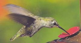 Certains oiseaux nectarivores sont dits « voleurs de nectar » car ne contribuant pas à la pollinisation, mais d'autres comme les colibris (ou certaines chauve-souris nectarivores) sont de vrais pollinisateurs[22]