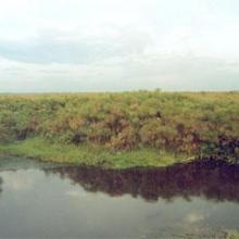 Lake Nakuwa Wetland,a located in pallisa district