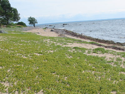 Naissaar, aan de kust