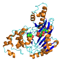 Структура мозговой креатинкиназы человека с АДФ и креатином. PDB 3b6r.[1]