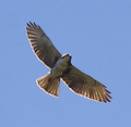 White-throated hawk