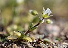 Cerastium semidecandrum