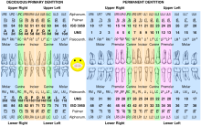 Comparison of dental notations.svg