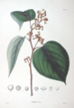 Imagem de Flora Japonica por Philipp Franz von Siebold e Joseph Gerhard Zuccarini