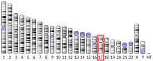 Ideogram human chromosome 17.svg