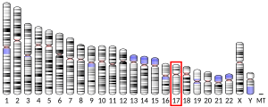 Chromosome 17 humain