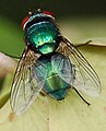 Lucilia sp. (Calliphoridae)