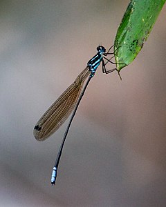 Phylloneura westermanni (ആൺതുമ്പി)