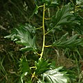 Quercus petraea 'Laciniata' - лист