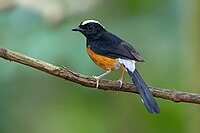 Black bird with orange belly and white stripe on head