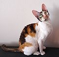 Mèo tai dài Cornish Rex