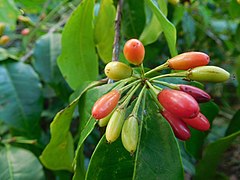 Frutos de uma Erythroxylaceae.