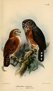 Miniatura para Glaucidium cobanense