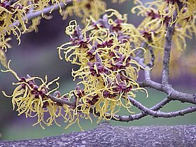 Hamamelis japonica