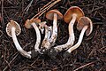 !!Inocybe pudica!!