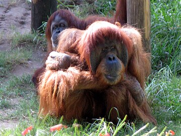 Pongo orangutan