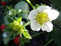 Strawberry flowers and developing fruit