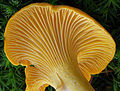 Plis décurrents Cantharellus ssp.