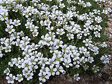 Arenaria obtusiloba.jpg