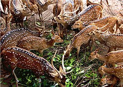 Sri Lankan axis deer (Axis axis ceylonensis)