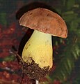 Boletus appendiculatus