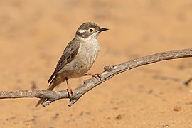 Brown-headed Honeyeater - Patchewollock