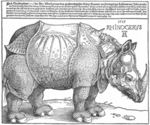 Albrecht Dürer, Rinoceronte, xilografia