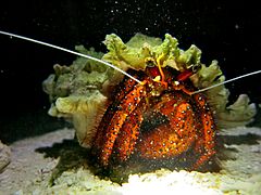 Un bernard-l'ermite à points blancs (Dardanus megistos)