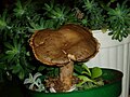 !Lactarius pyrogalus!