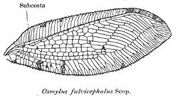 Wing of Osmylus fulvicephalus