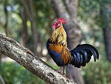 Junglefowl on tree.jpg