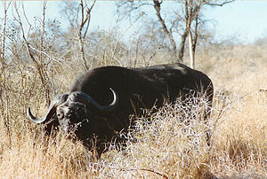 Afrikanesche Büffel am Krügernationalpark