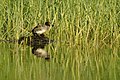 Nest at edge of lake in Jodhpur, Rajasthan, India