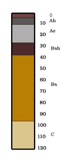 Podzol-diagram.jpg