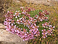 Saponaria pumila