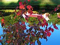 Acer pectinatum ssp.forrestii