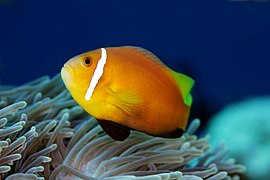 Poisson-clown des Maldives (Amphiprion nigripes, endémique)