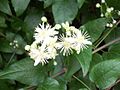 Flores de Clematis vitalba